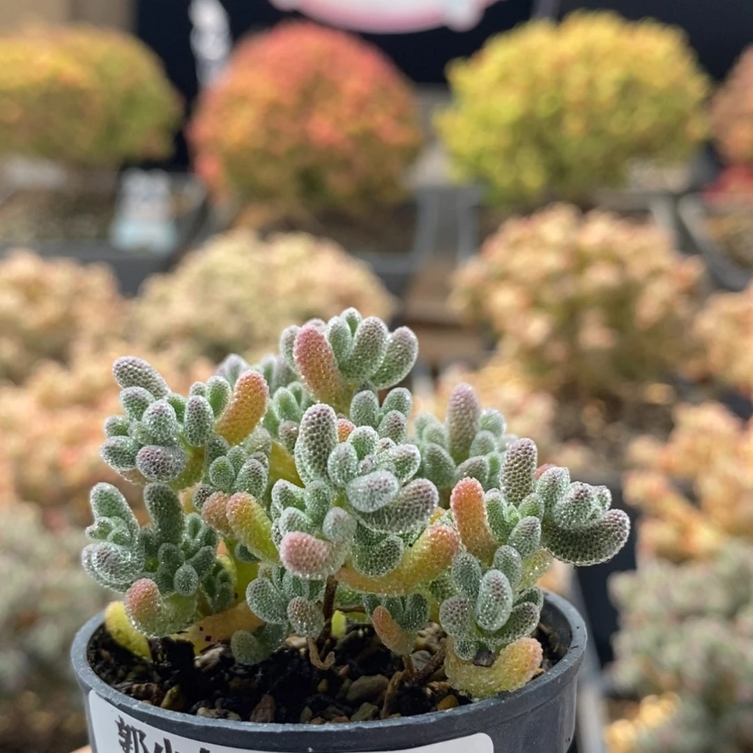 优选冰晶0332枝干番杏