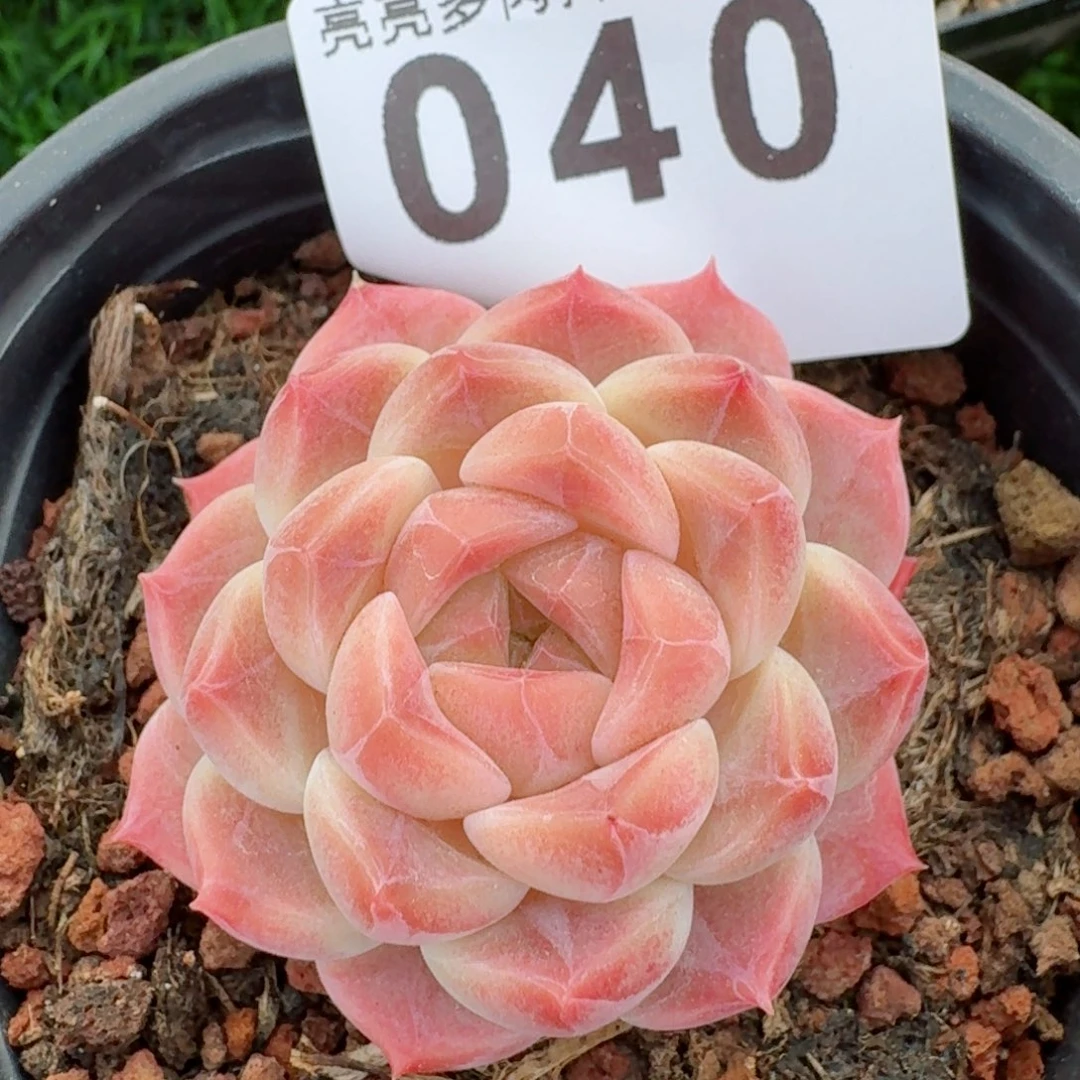 肥*桑哈密瓜         多肉植物