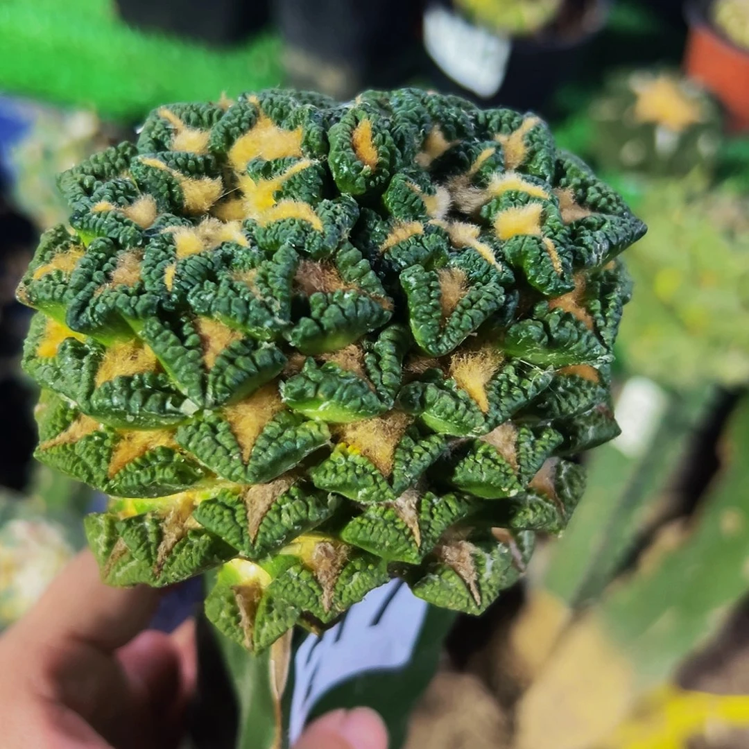 无花朵福利双心大尤黑牡丹217