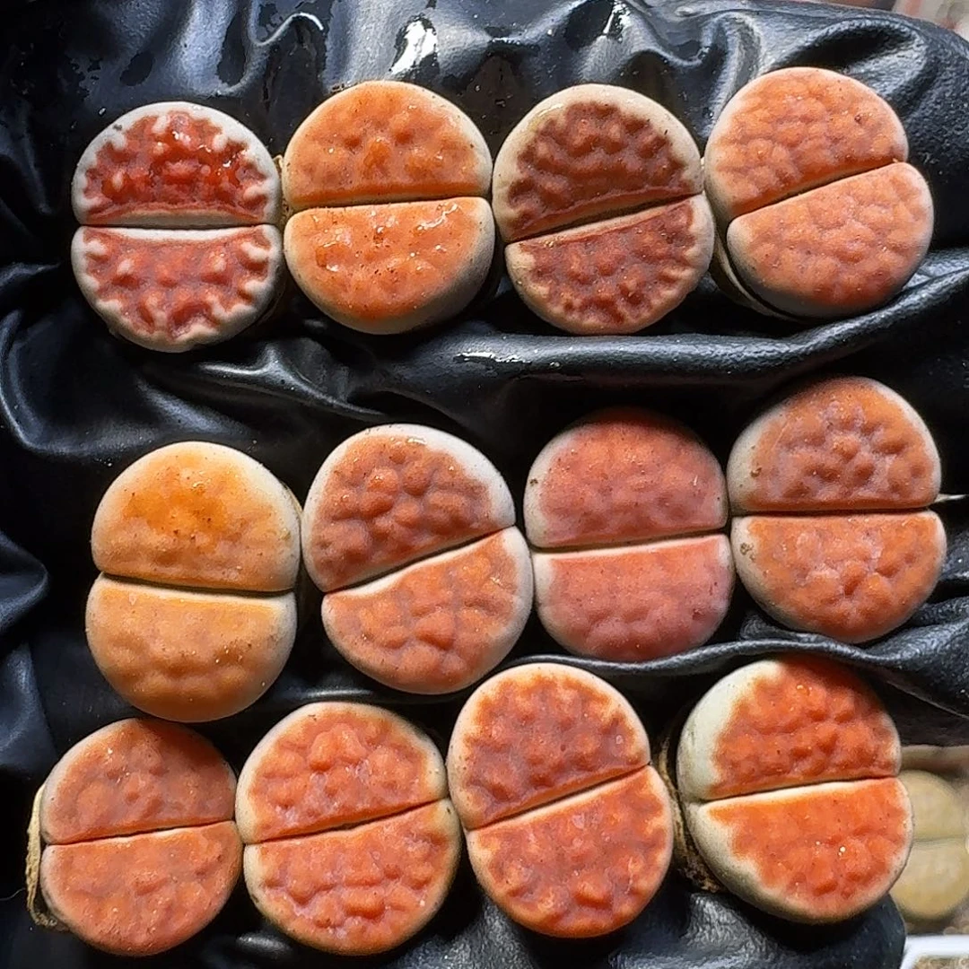 生石花111111。   253
