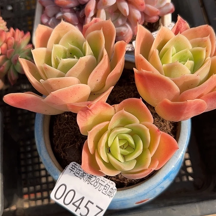 幸运的是我还没遇到