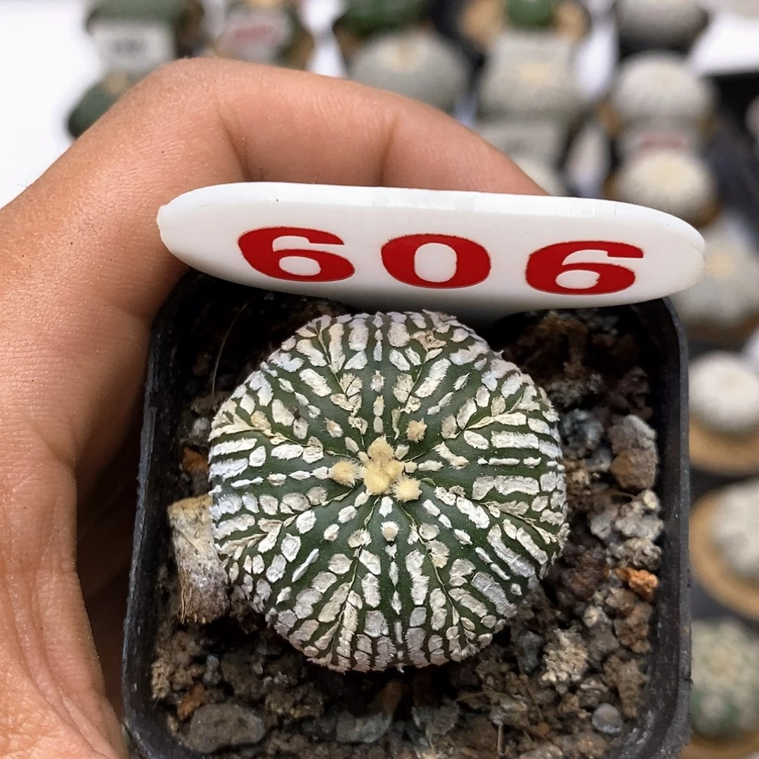 606福利特价来了哦