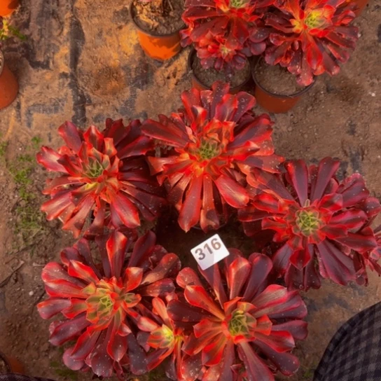 美杜莎5棵3号棚316