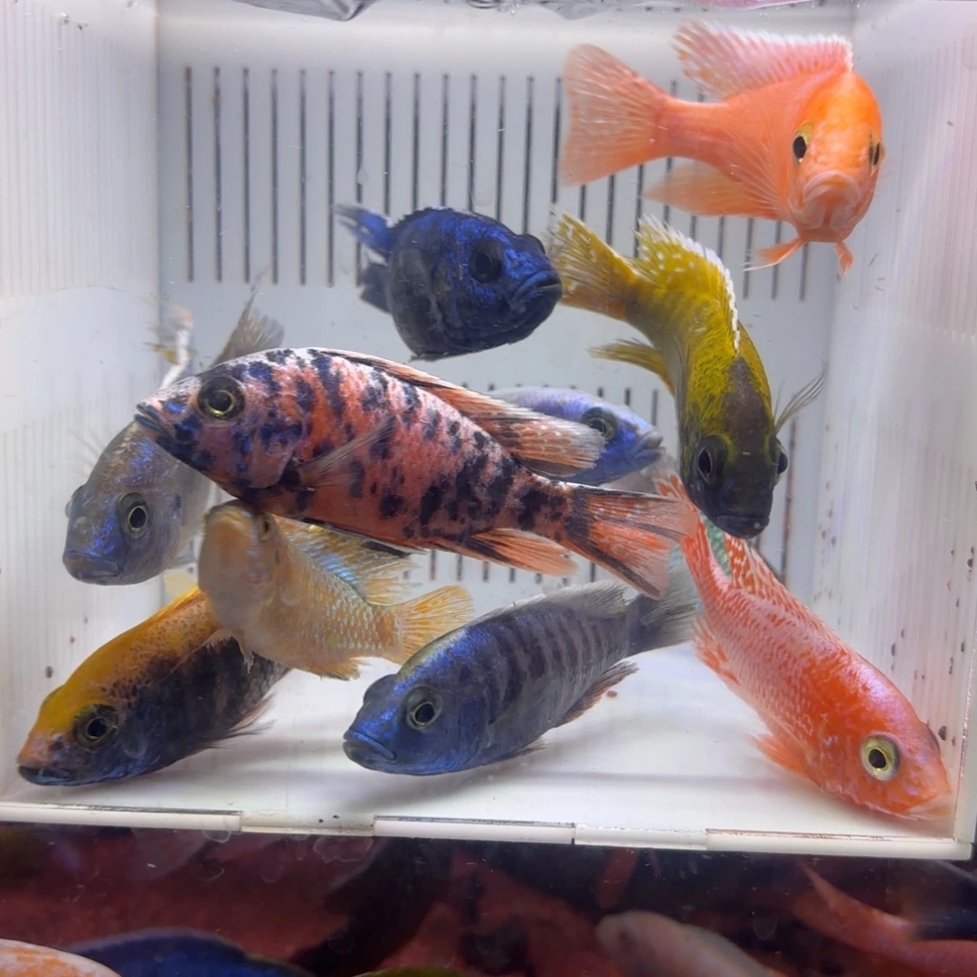 慈鲷鱼直播混搭组合12条其中备损2条