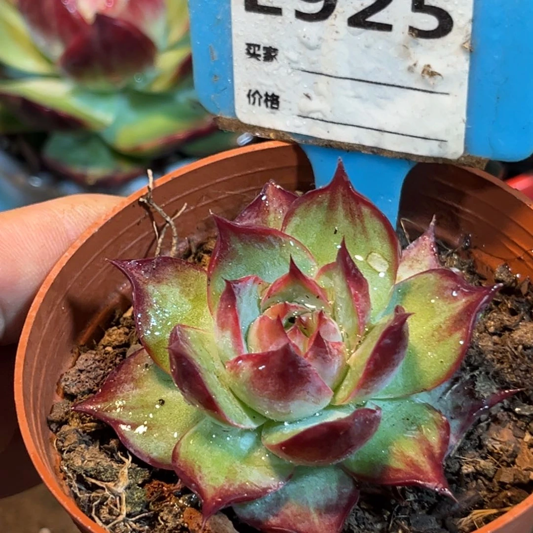 惊鸿仙子多肉植物925