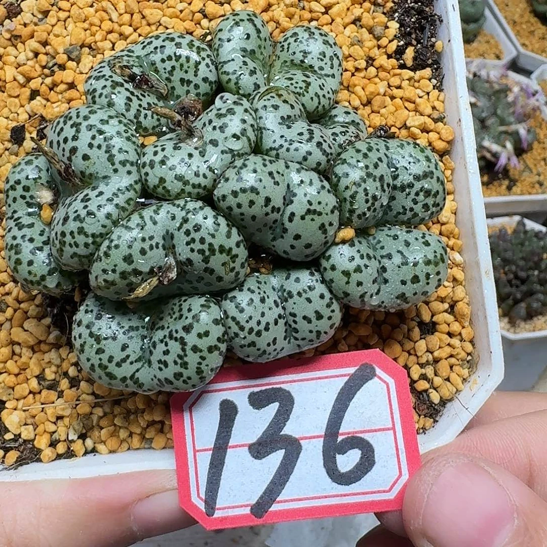 多肉植物的润泽wfbh