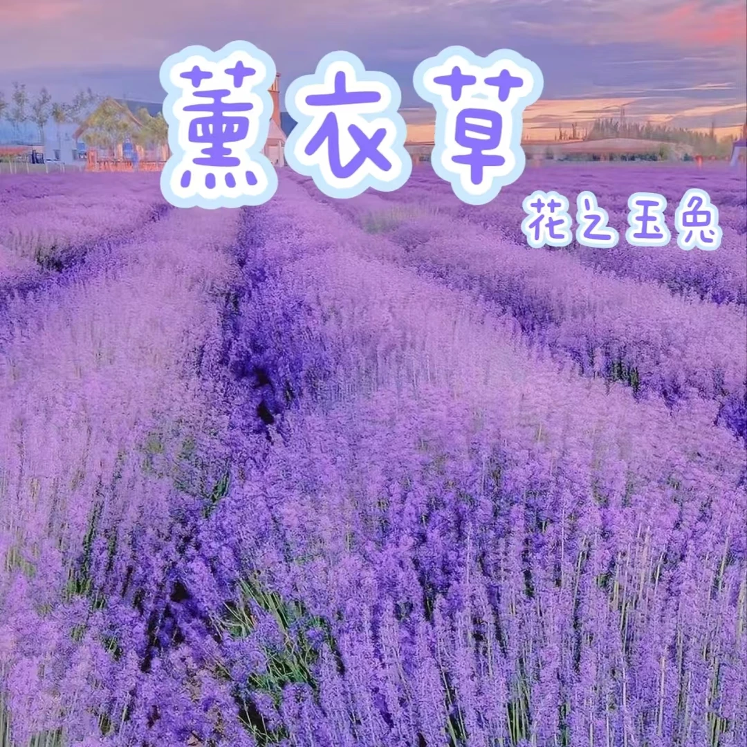 【薰衣草—花之玉兔】庭院阳台蓝色花海播种丛生好看好养