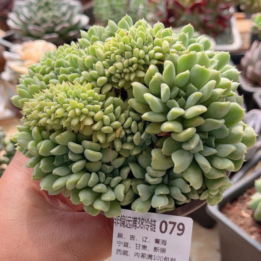 079艾尔兰缀德华多肉