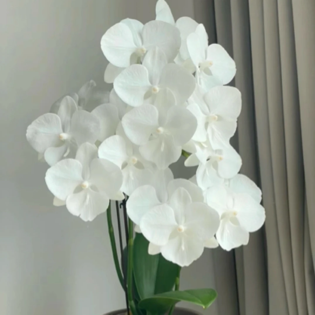 蝴蝶兰《白天鹅》2.8寸成熟苗室内绿植盆栽