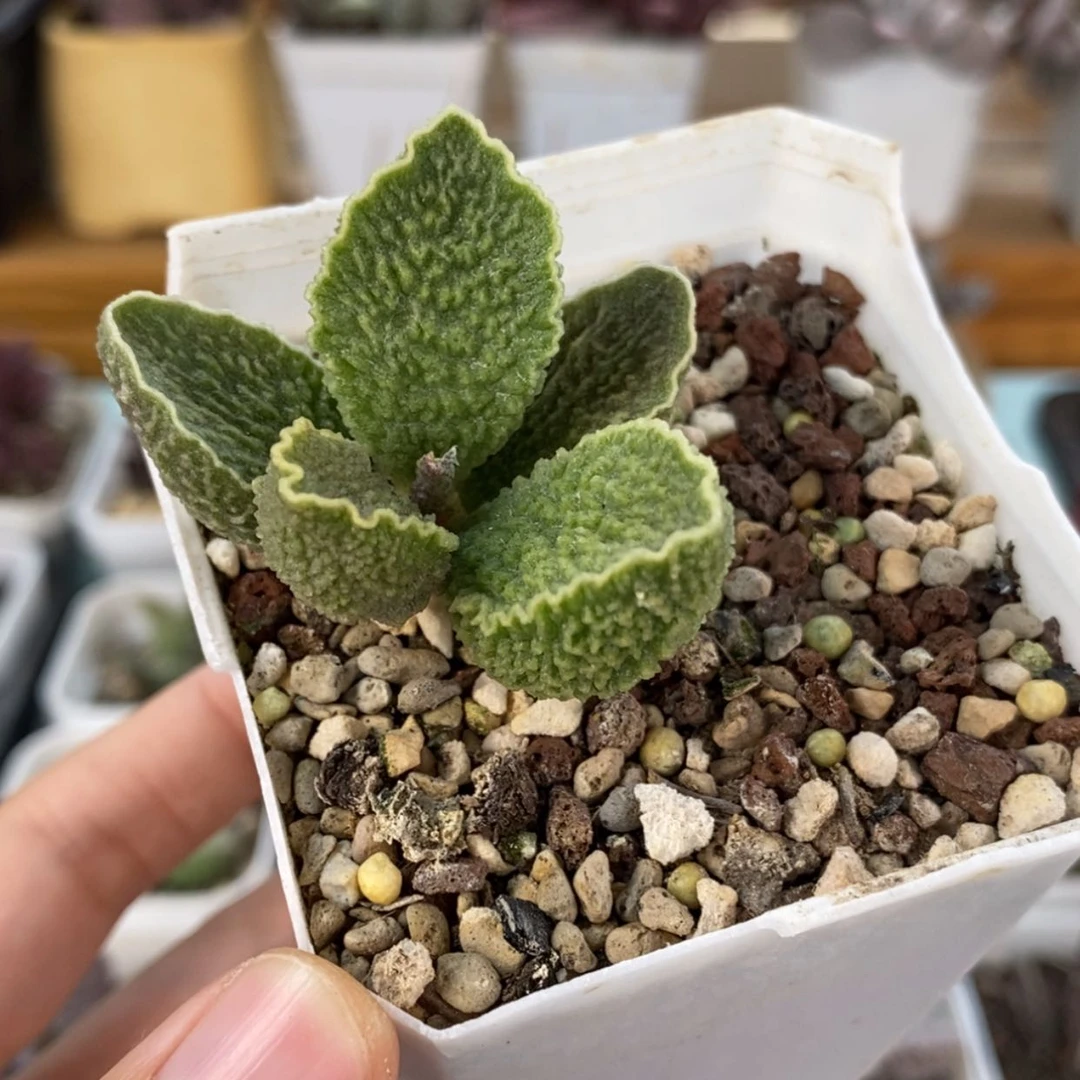 【闪购商品】无花朵绿皮