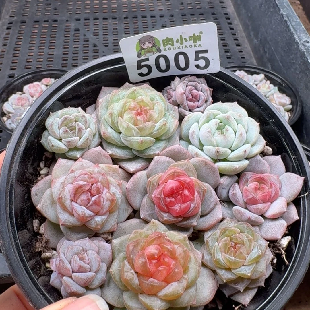 多肉植物多肉植物