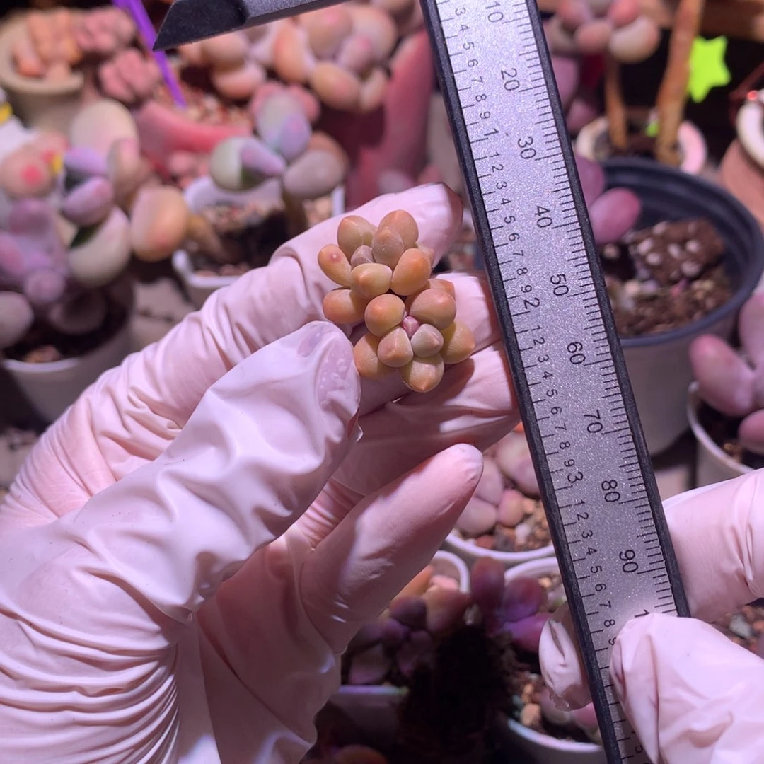 天空美人，奶酪多肉