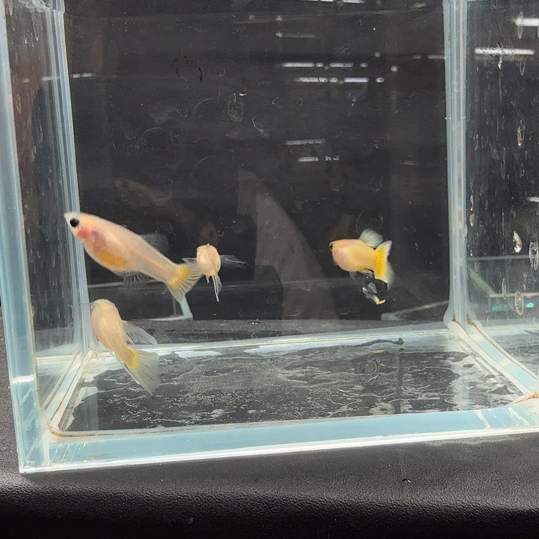 孔雀鱼黄金玻璃猫