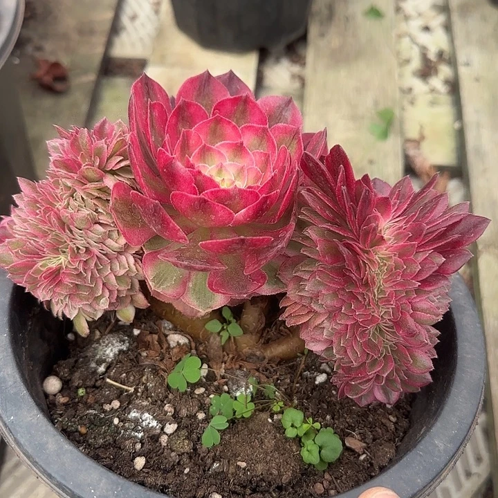 法师多肉植物荔枝缀