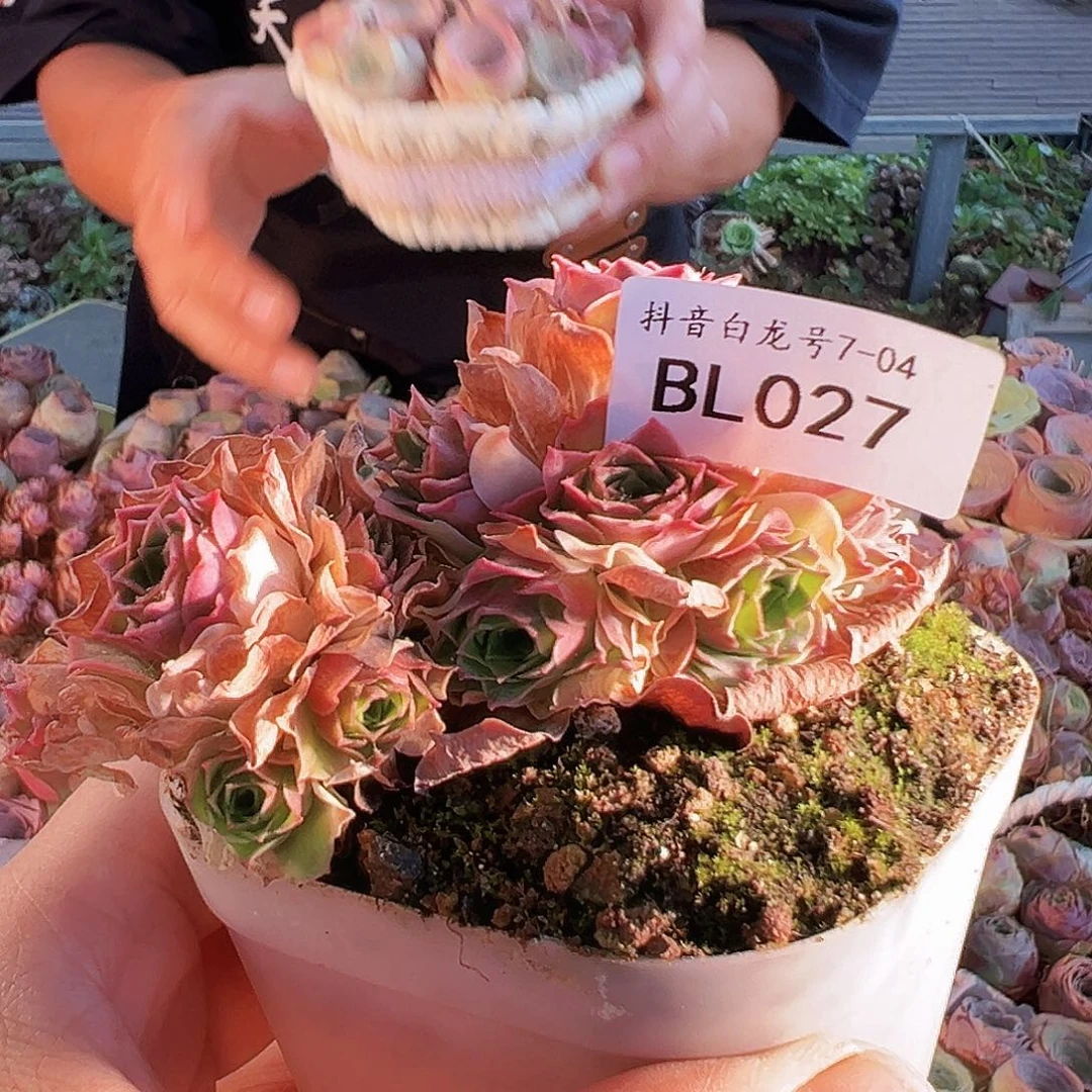 ?**茄bl027。 福袋。