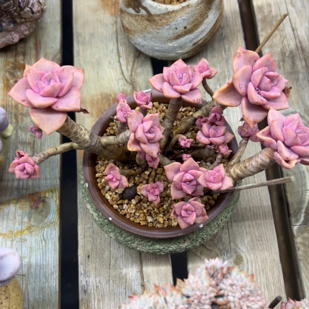 彩虹糖18 零零多肉植物