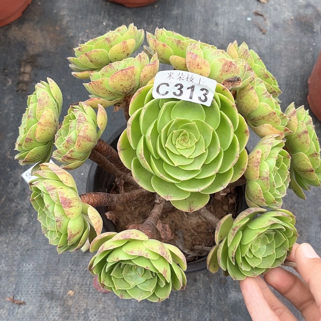 多肉植物313号多肉植物
