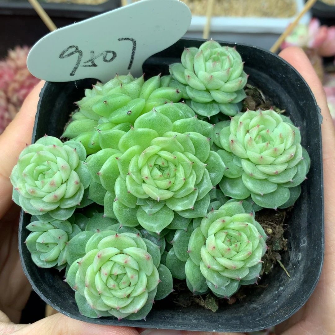 定繁珍妮麦秆捧花群9507