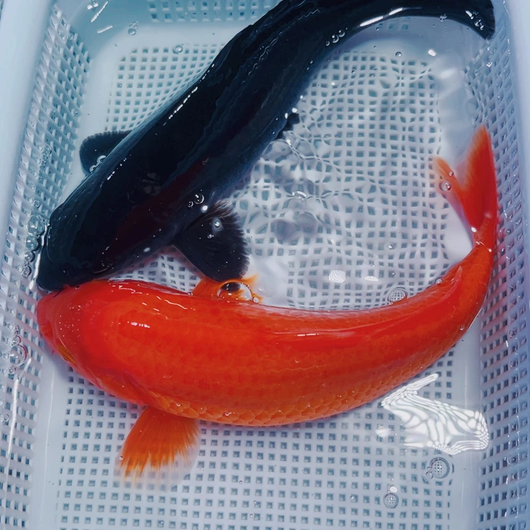海水鱼锦鲤观赏鱼