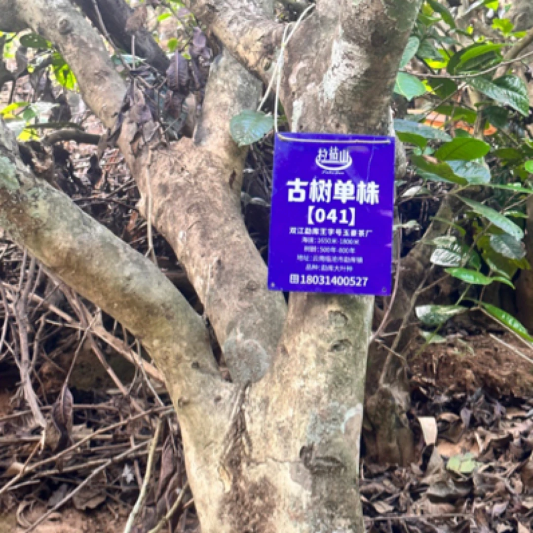 勐库大雪山海拔1600米二类400年古树单株41号100克链接