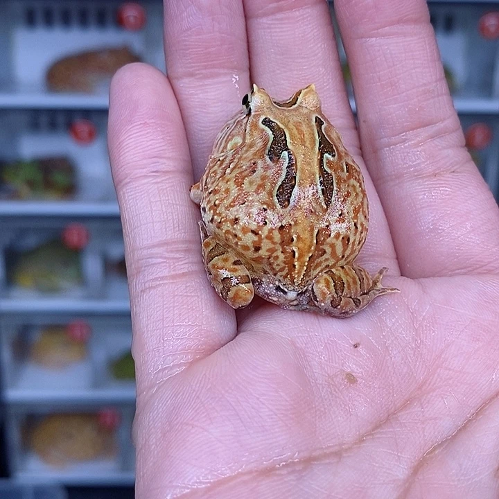 特价秒杀现货特价蝴蝶
