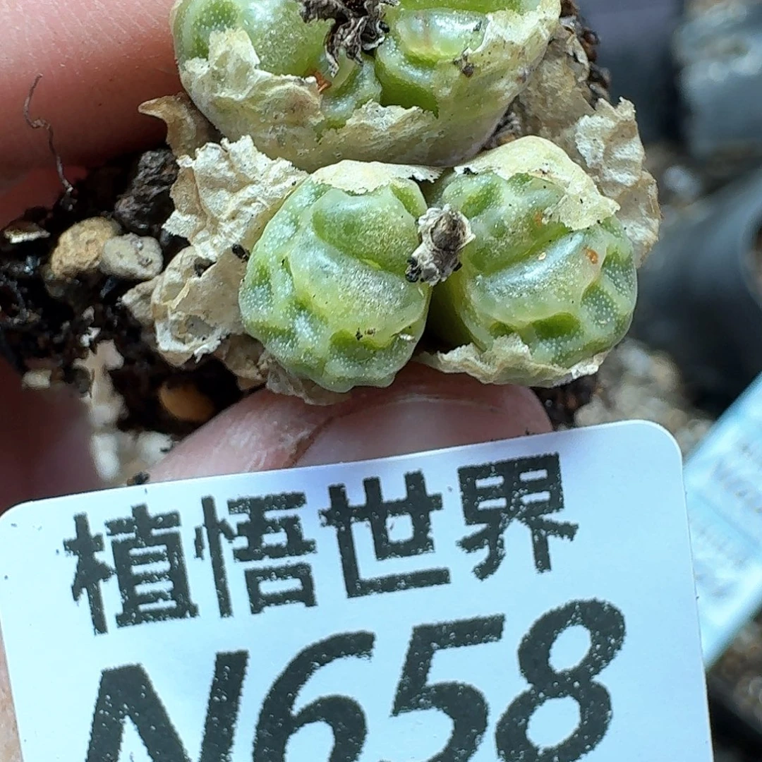 多肉植物的人需hhn