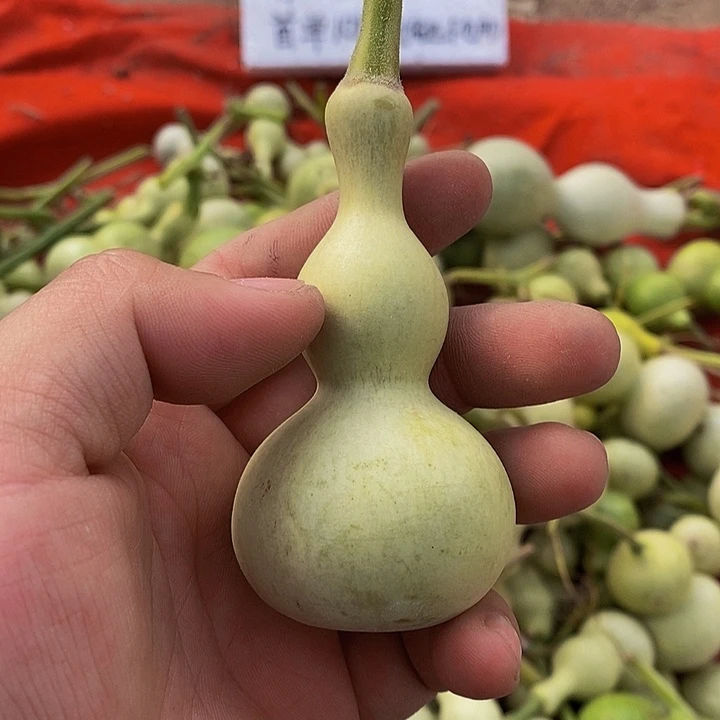 A****寅长嘴哈哈哈哈哈哈哈哈哈哈就这样