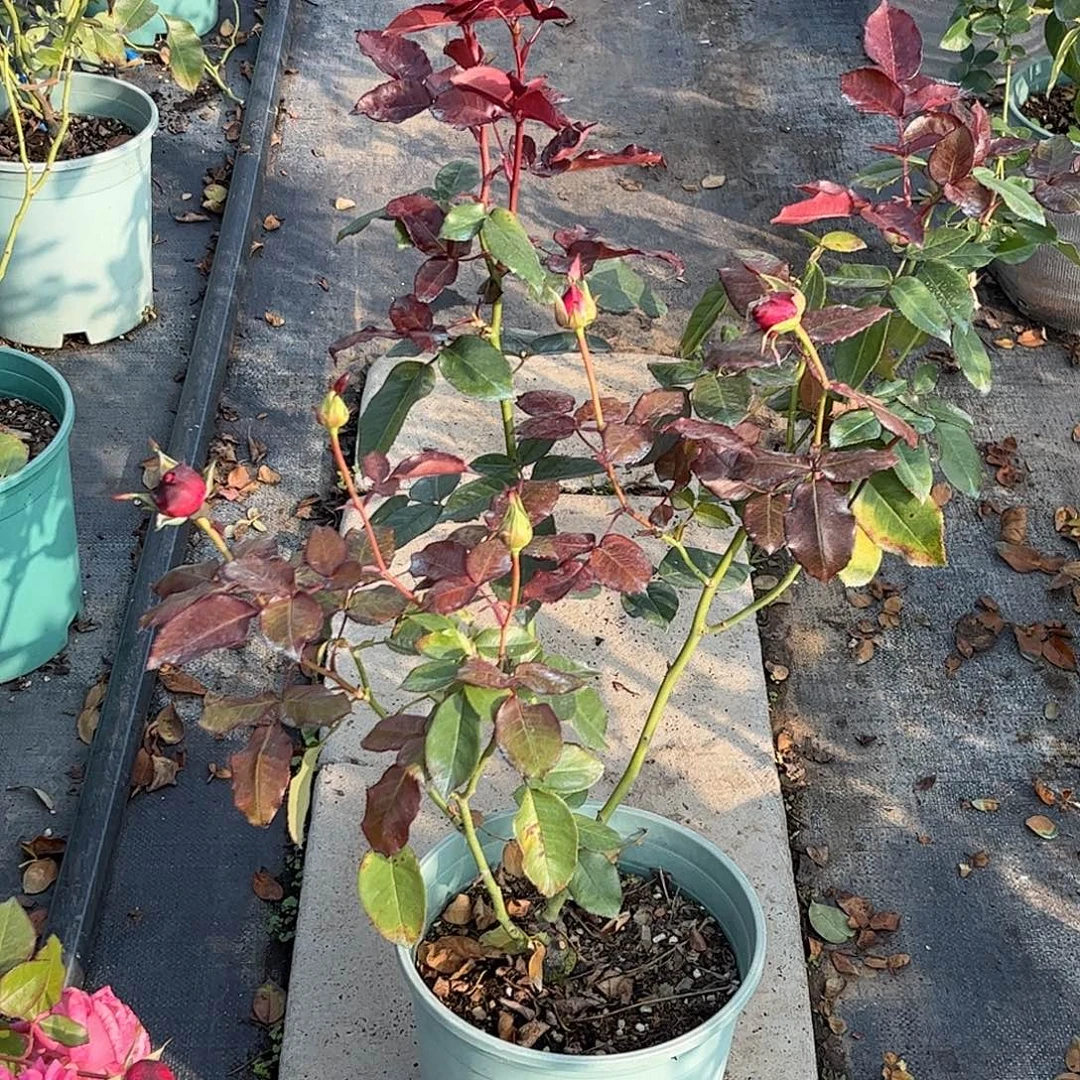 无花朵时尚香水，1.8加仑，土球发货