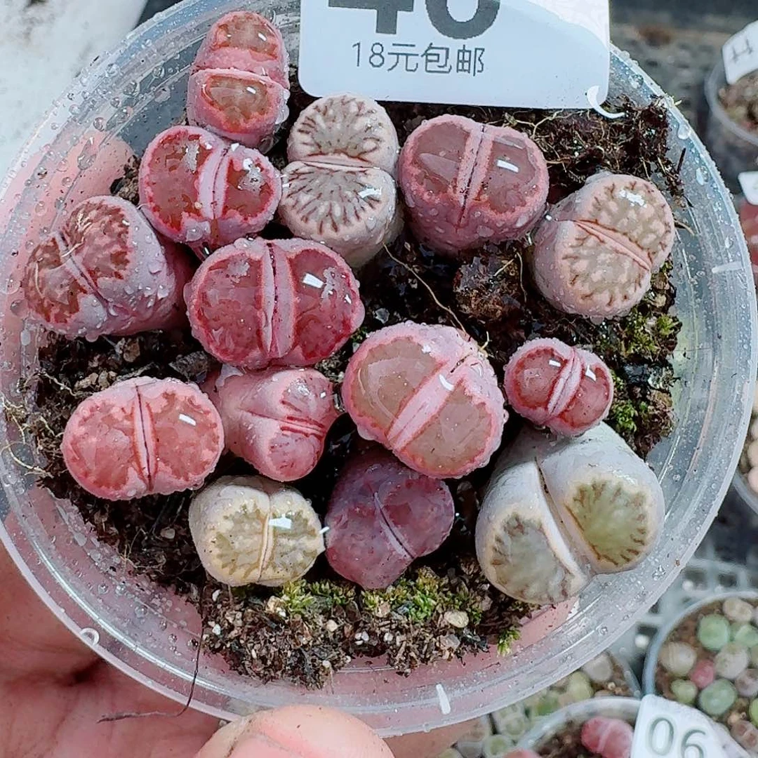 46多肉植物多肉植物