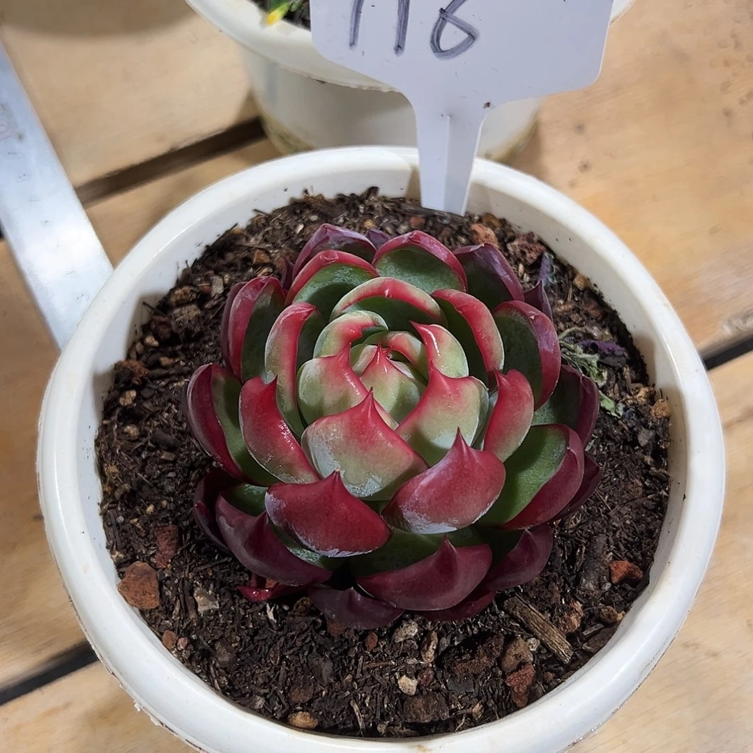 泥***我惊鸿仙子一物一拍116号