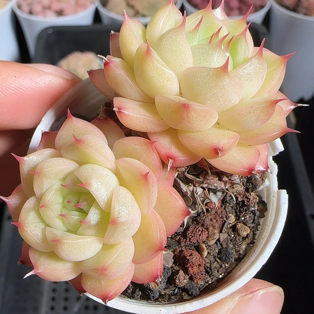 多肉1219-200包子麦秆