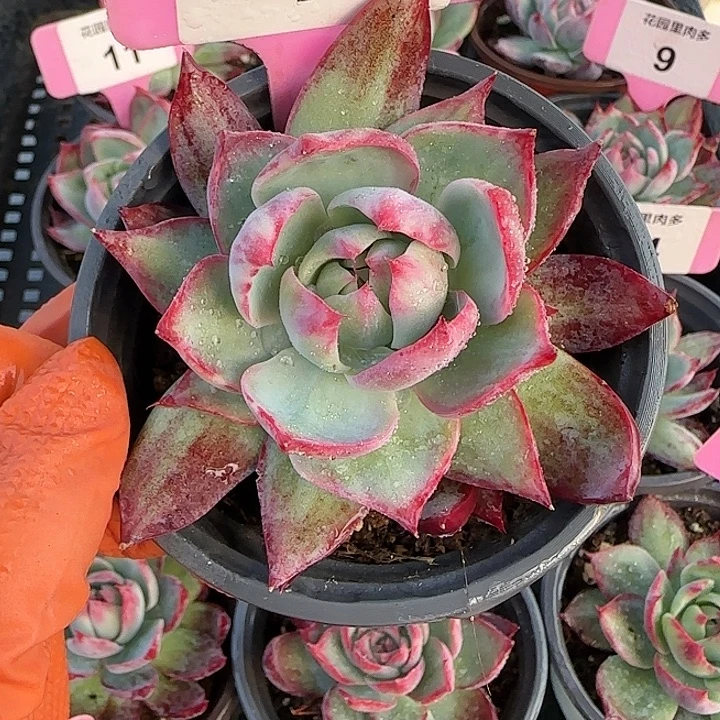 49 惊鸿仙子多肉植物6-9cm