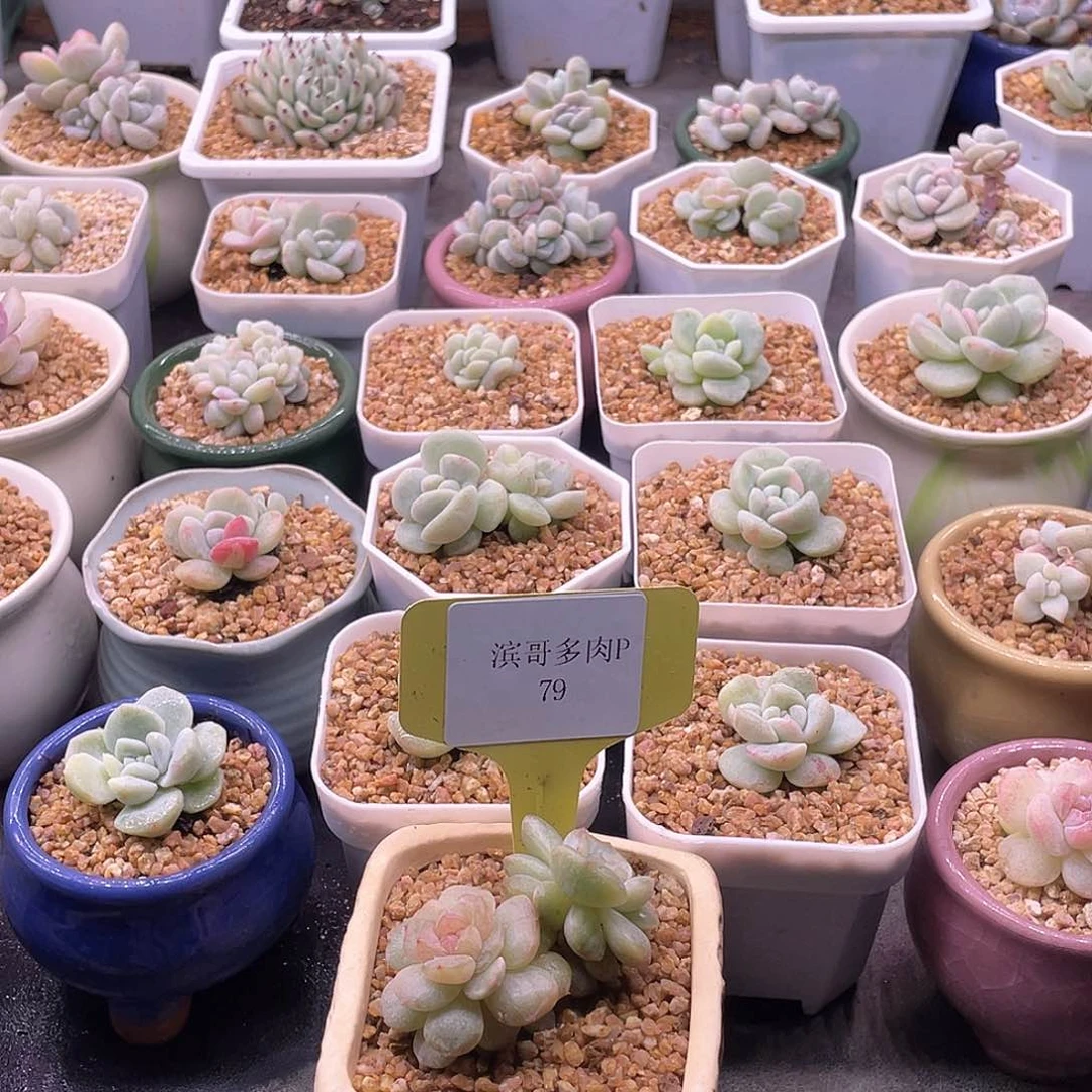 陆****装滨哥多肉P79双头白恋石化