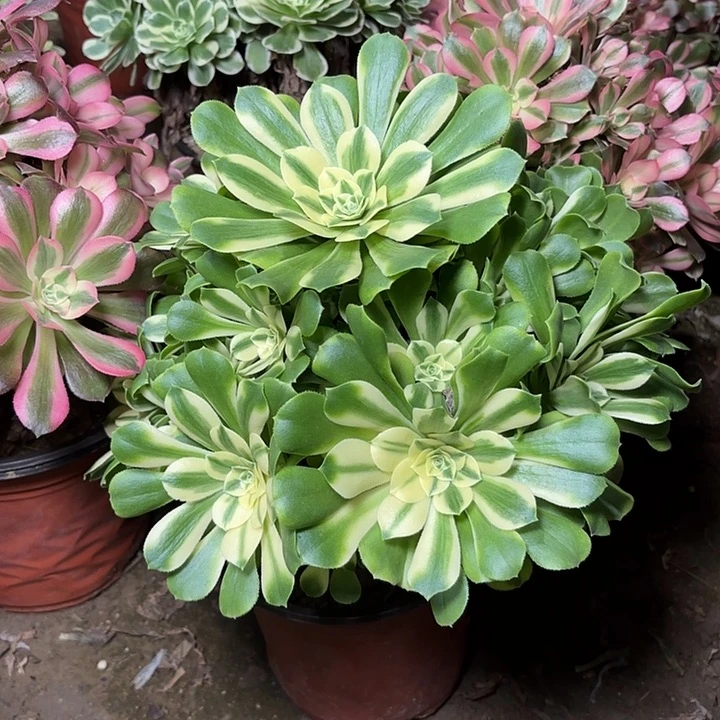 多肉植物辛尼亚27