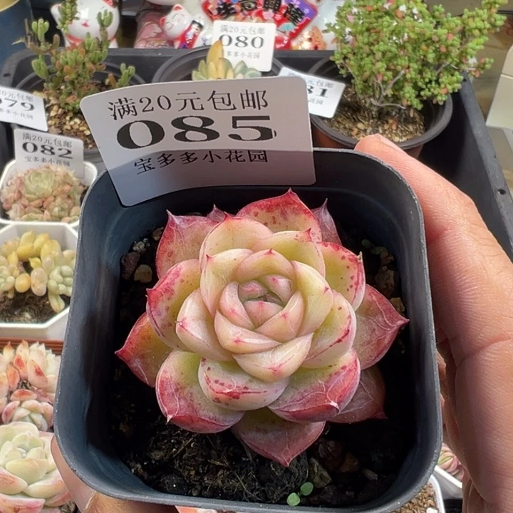 蔓越莓一物一拍多肉满20包邮