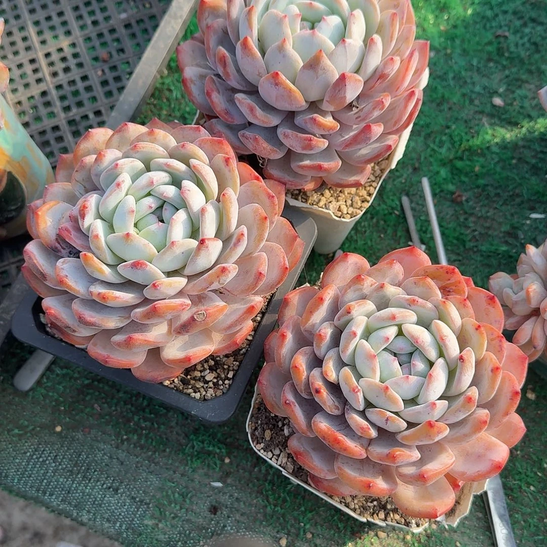 单头梦露10个一组