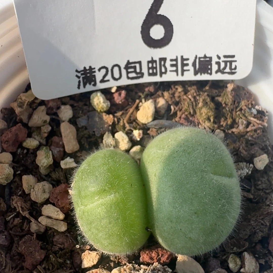 长毛带盆土。