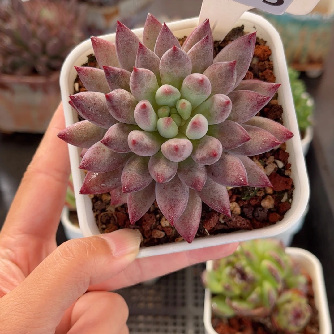 多肉植物3365 一定要拍个冷链哦