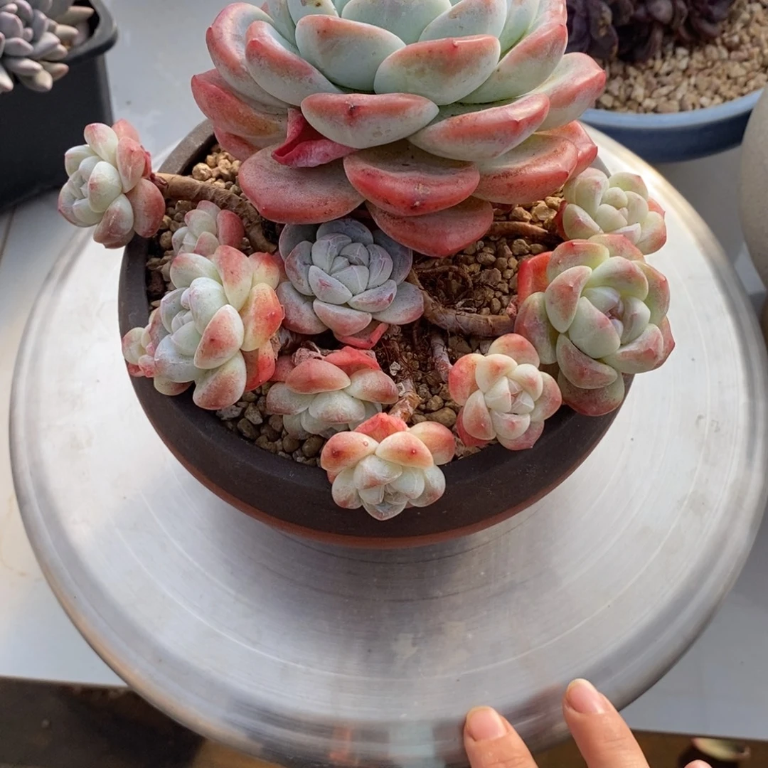 冰玉群生多肉多肉019