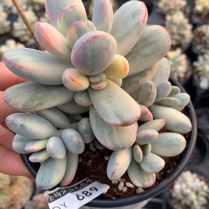 寄养多肉动物是的