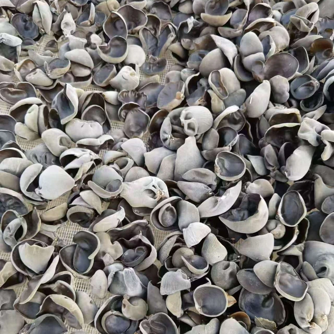 吉美木耳枝条菌种