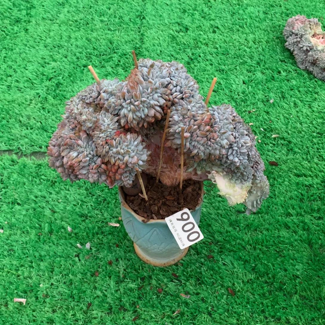 900橙子缀多肉植物无发根