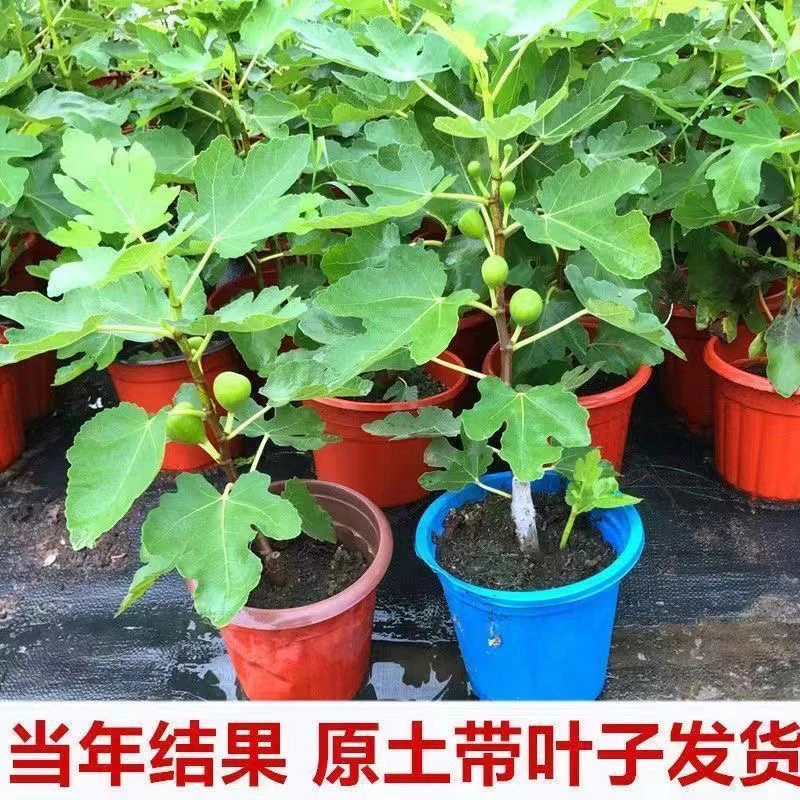 无花果树苗原土原盆盆栽地栽当年结果