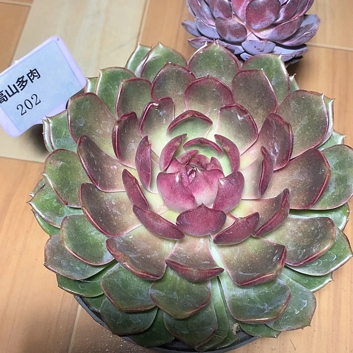 江****D202- 直播福利 蓝莓