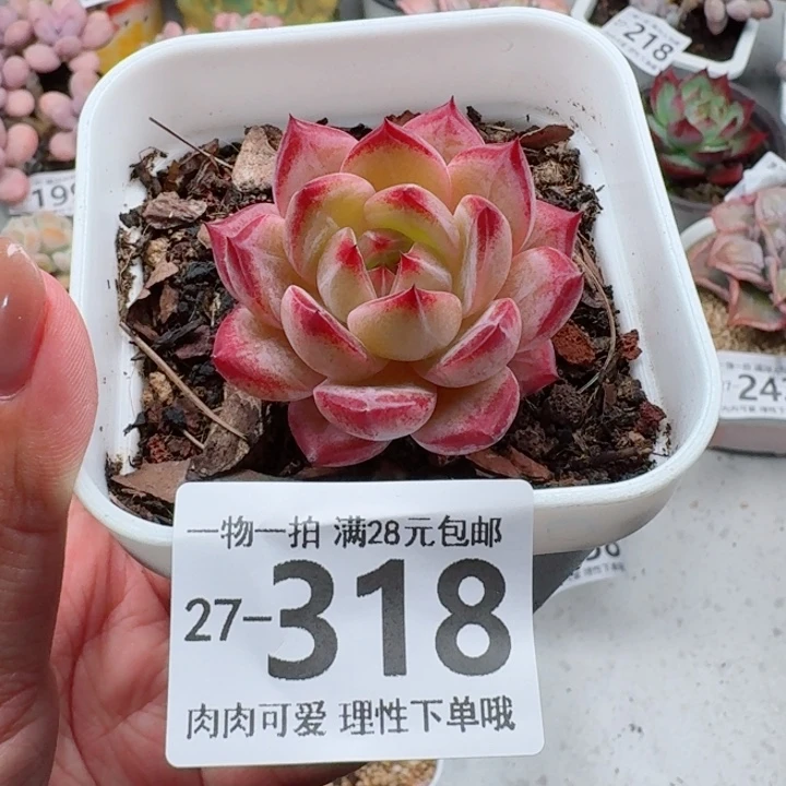黑武士多肉多肉植物多肉多肉
