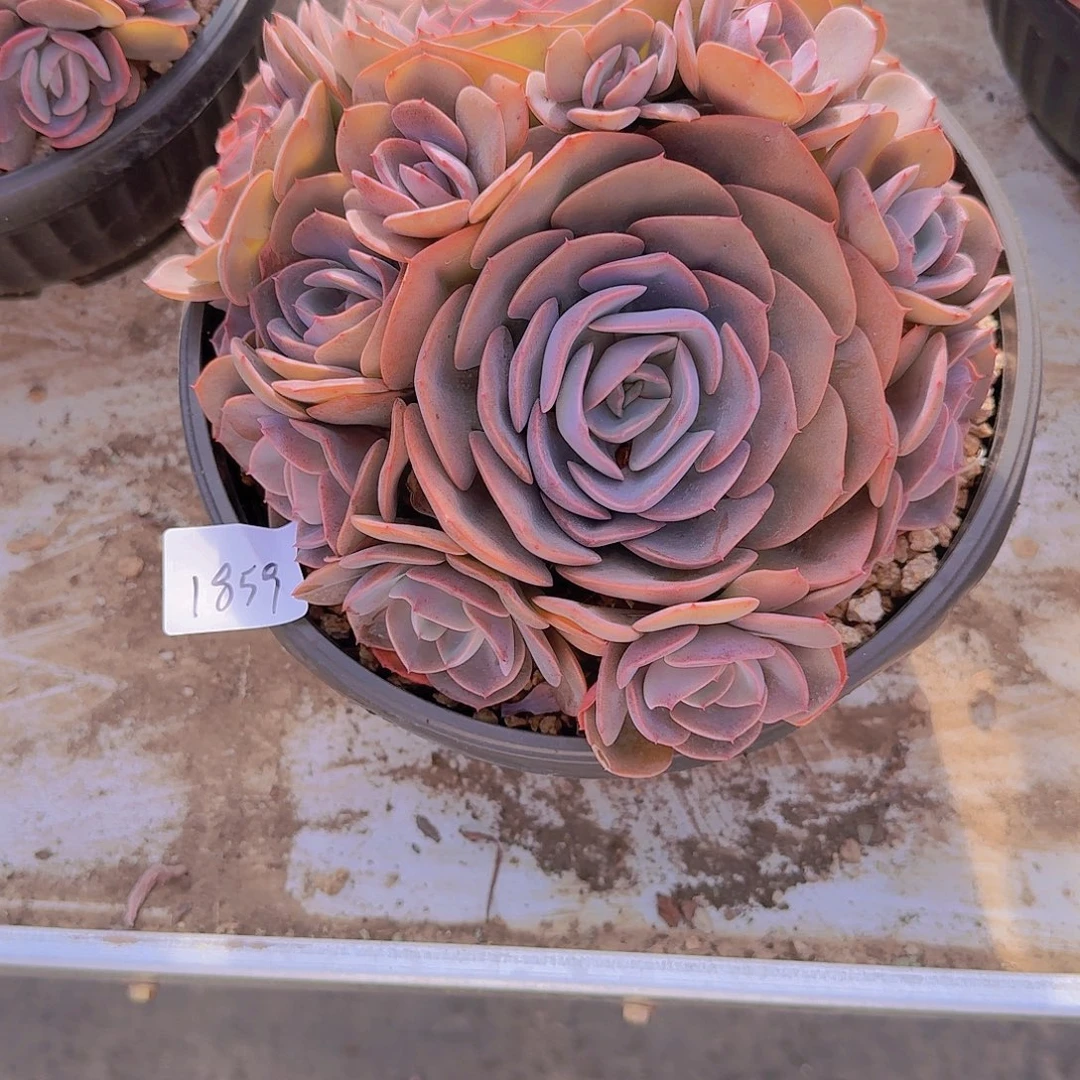1859尘埃玫瑰多肉植物