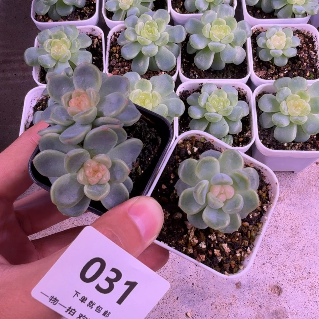 甜心两个一物一拍031
