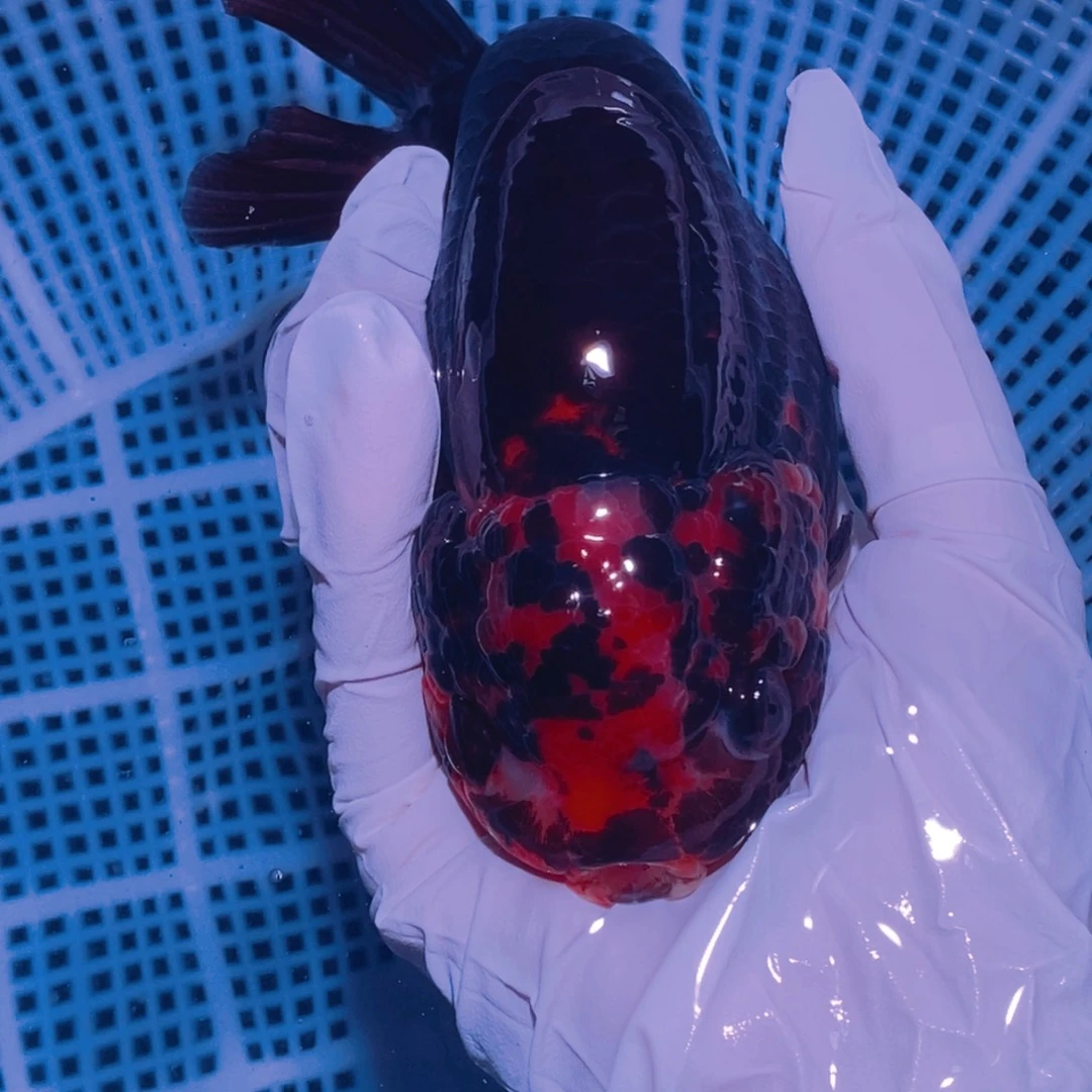 中国大陆陆陆兰寿可爱娃娃脸l