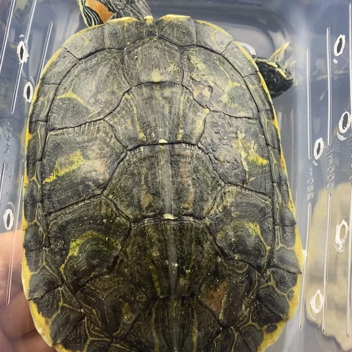 巴西彩龟母66666666