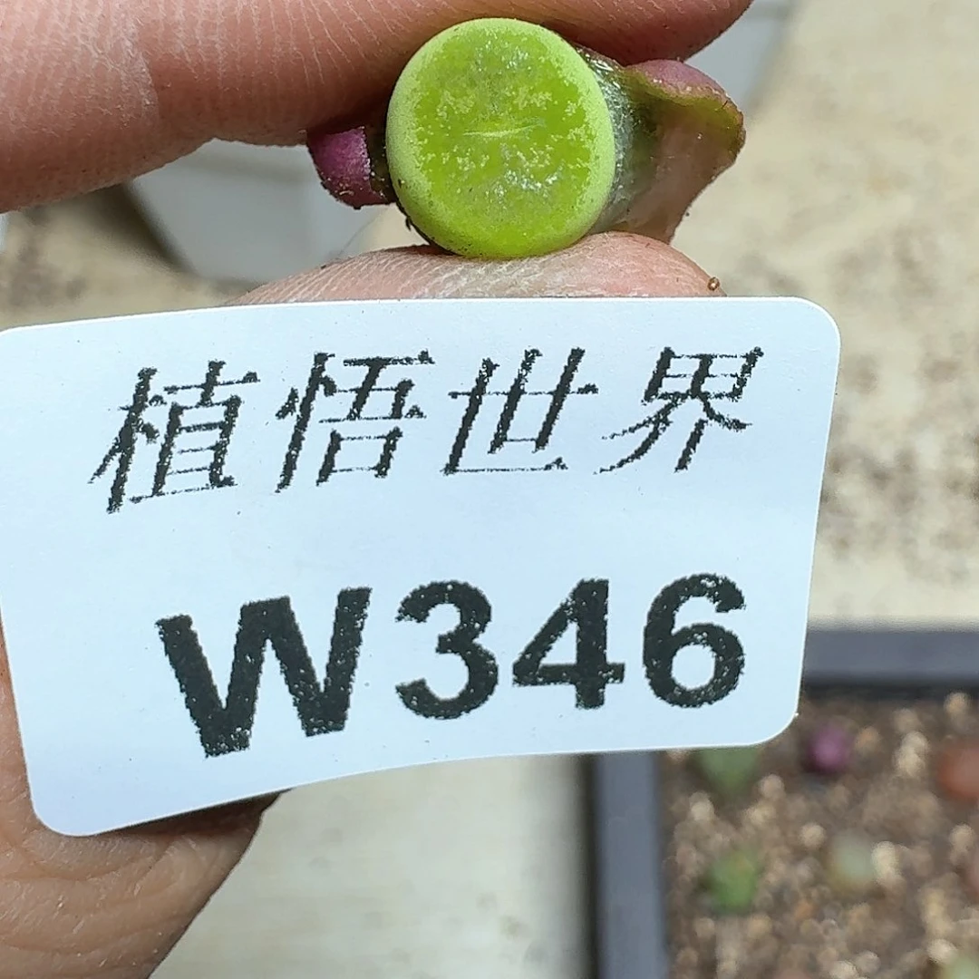 346号多肉植物哇f f